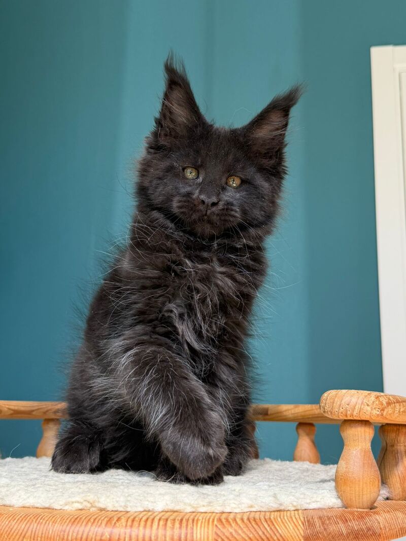 Rolling Stone Maine Coon male black - live animals