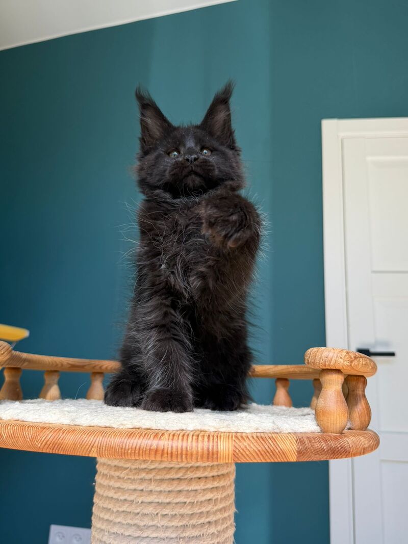 Rolling Stone Maine Coon male black - live animals