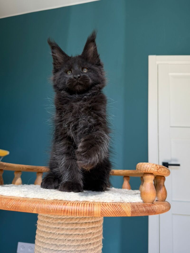 Rolling Stone Maine Coon male black - live animals