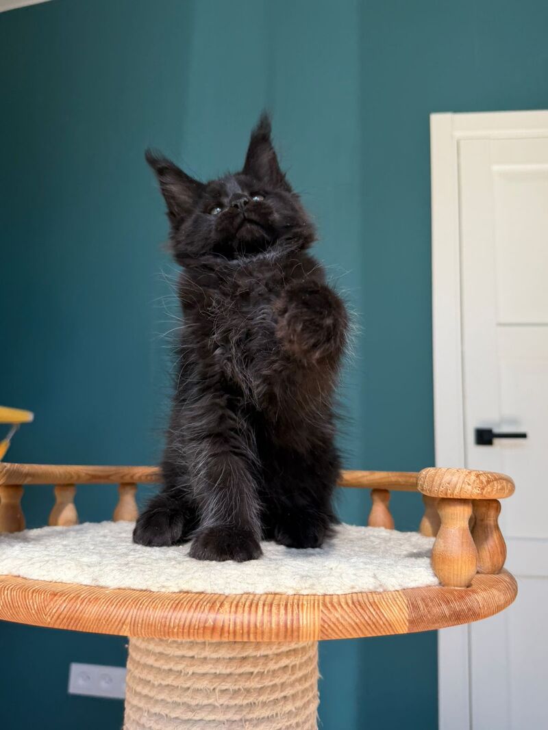 Rolling Stone Maine Coon male black - live animals