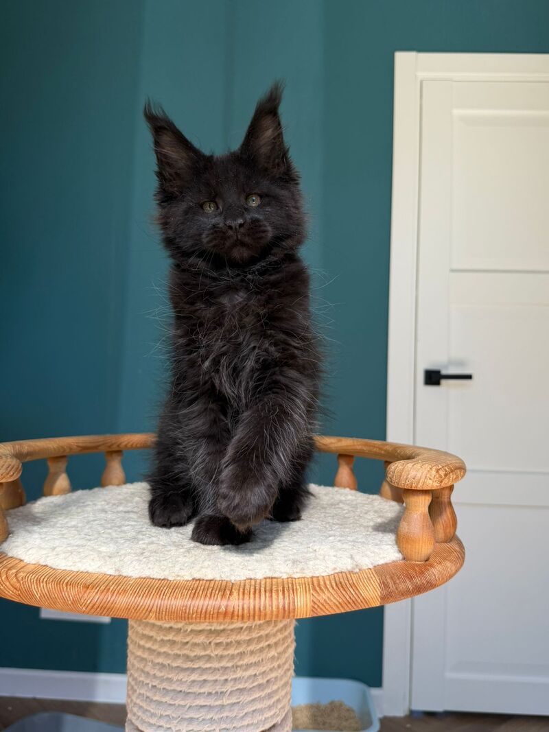 Rolling Stone Maine Coon male black - live animals