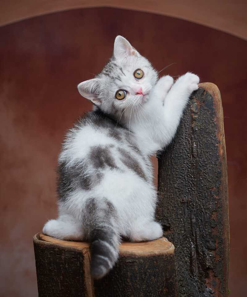 Wasiliy Scottish Straight male black silver tabby bicolour - live animals