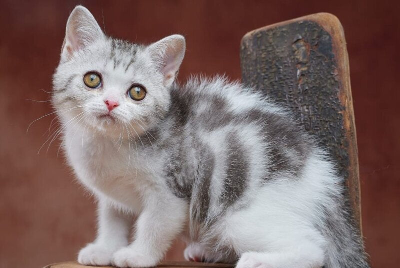 Wasiliy Scottish Straight male black silver tabby bicolour - live animals