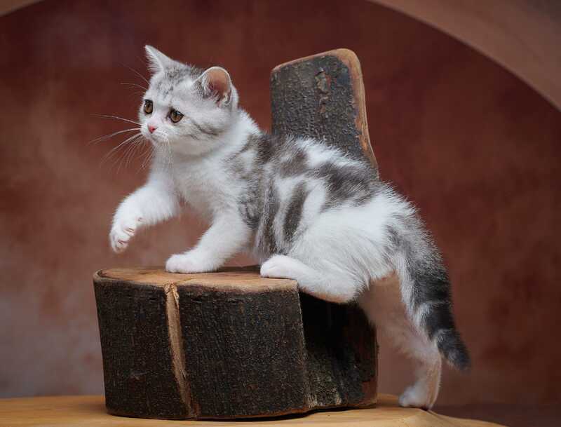 Wasiliy Scottish Straight male black silver tabby bicolour - live animals