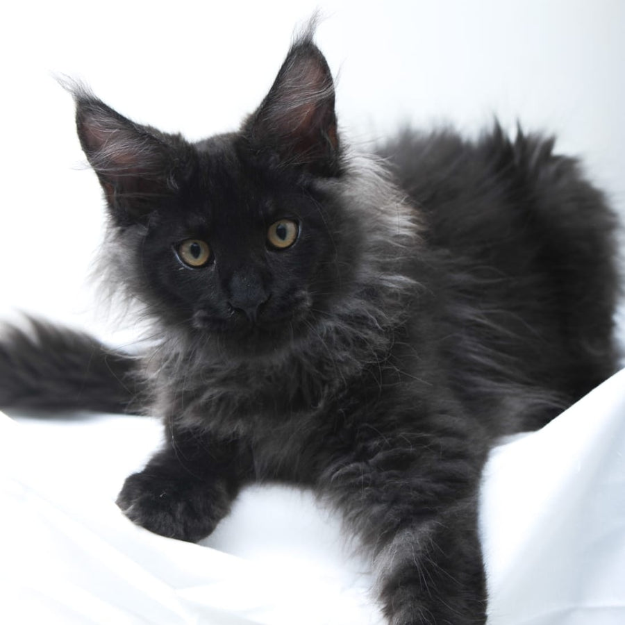 Bikanto Maine Coon male, black silver