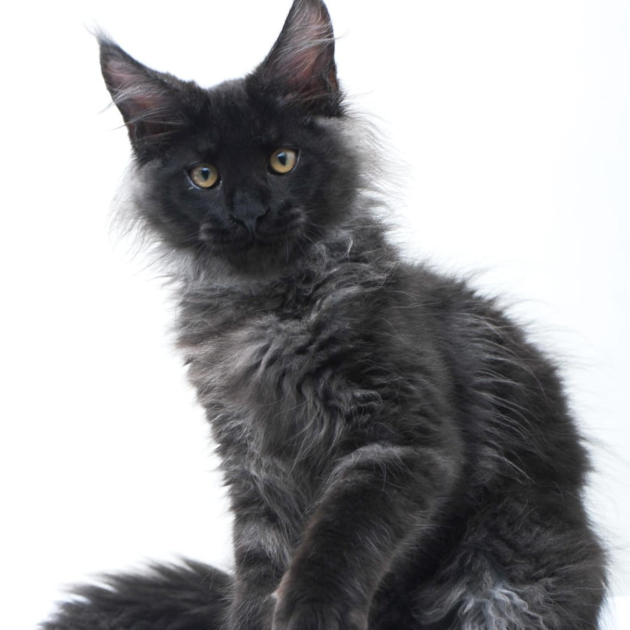 Bikanto Maine Coon male, black silver