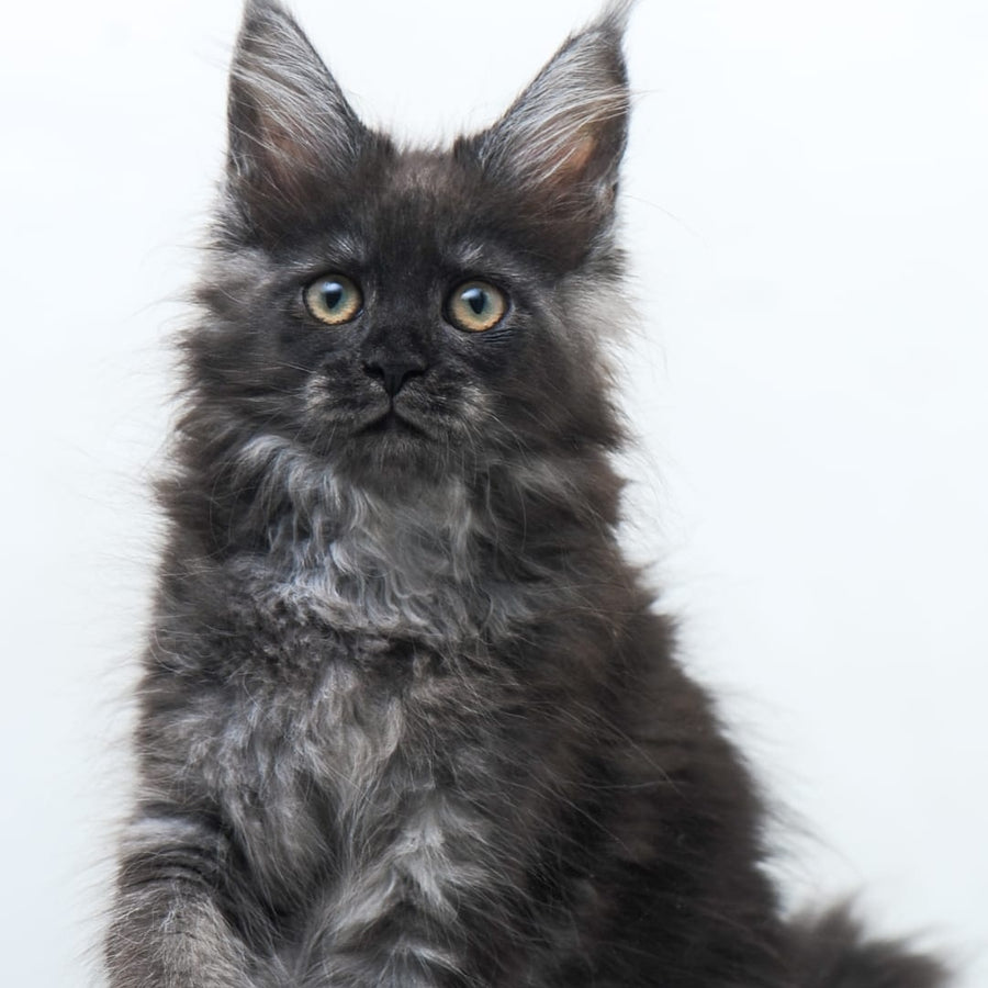 Fantazia Maine Coon female, black silver