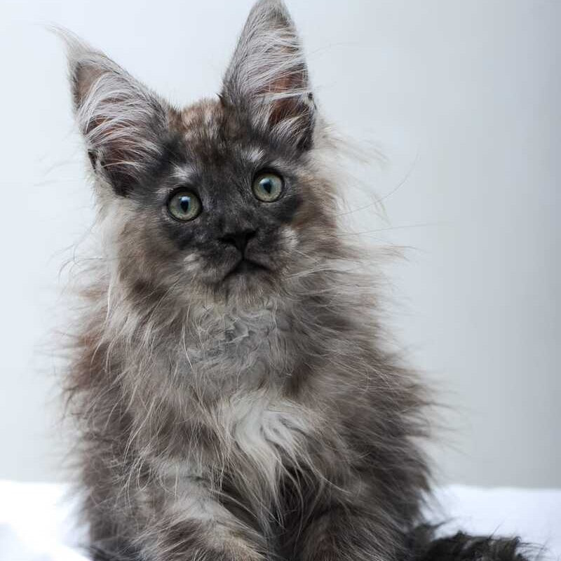 Dakota Maine Coon polydactyl female, black silver