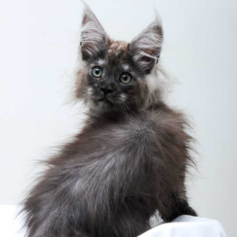 Dakota Maine Coon polydactyl female, black silver