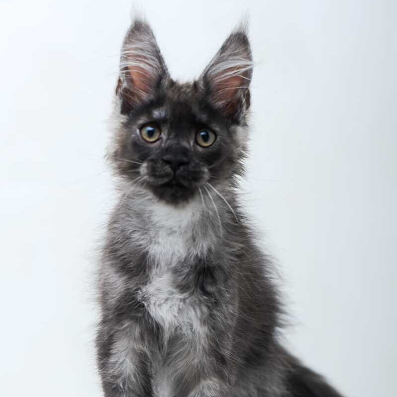 Diamond Maine Coon male, black silver