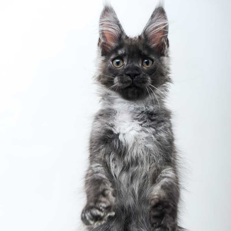 Diamond Maine Coon male, black silver