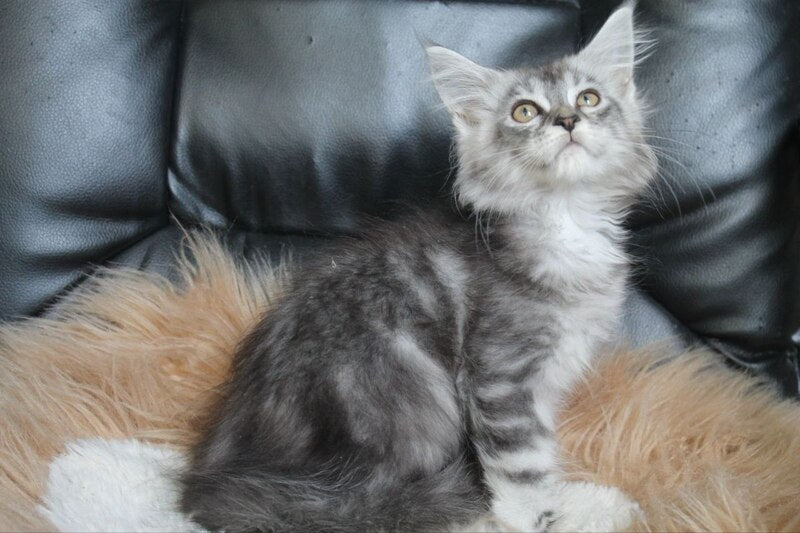 Betty Maine Coon female, blue silver tabby