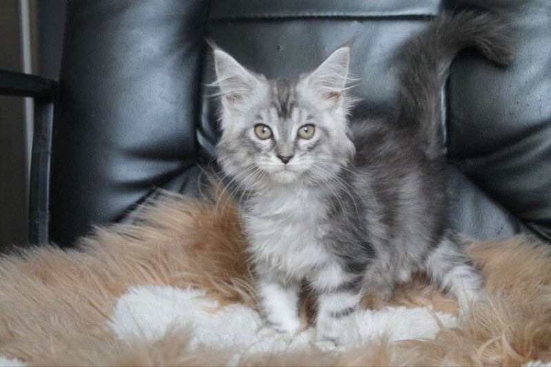 Betty Maine Coon female, blue silver tabby
