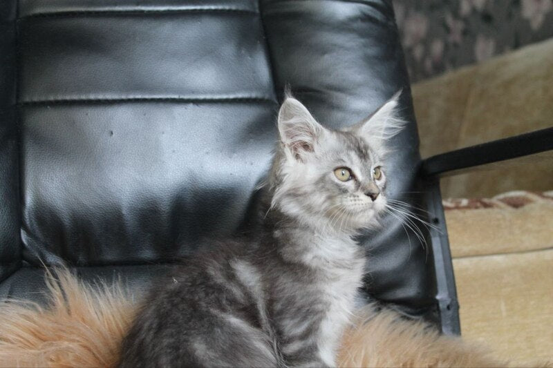 Betty Maine Coon female, blue silver tabby