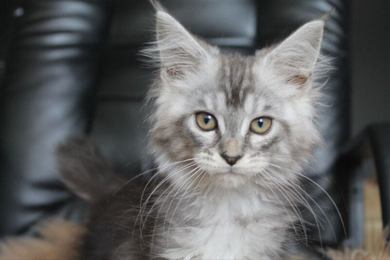 Betty Maine Coon female, blue silver tabby