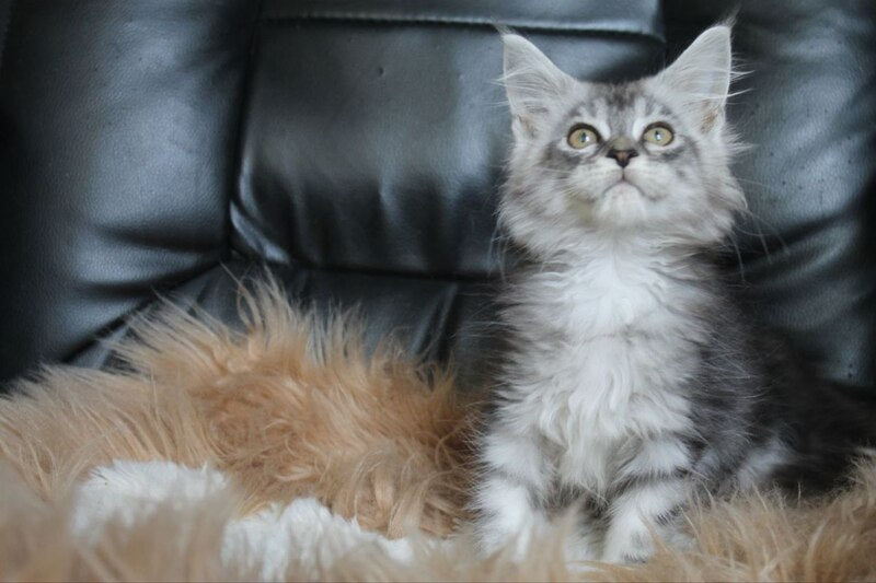 Betty Maine Coon female, blue silver tabby