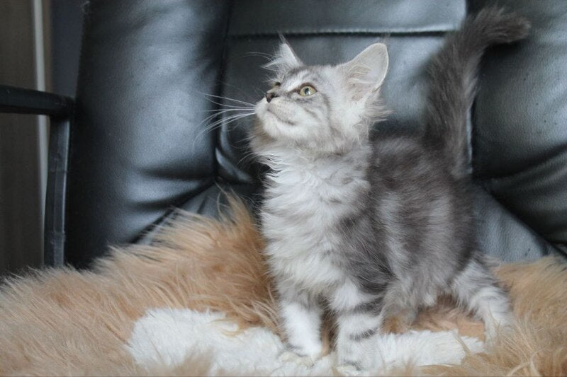 Betty Maine Coon female, blue silver tabby