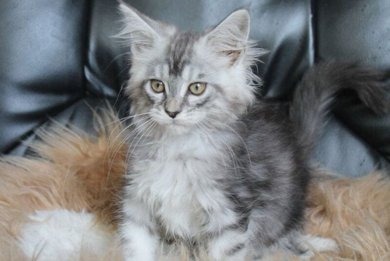 Betty Maine Coon female, blue silver tabby