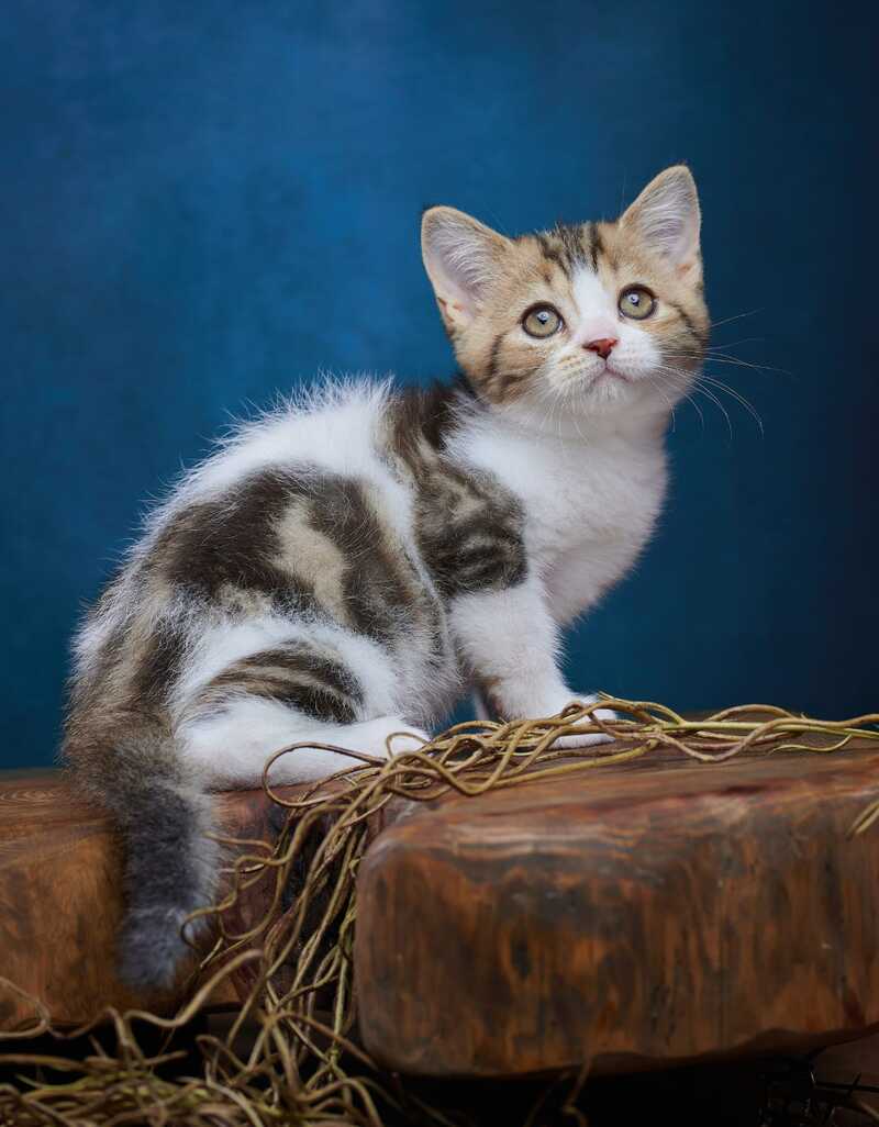 Walter Scottish Straight male black tabby bicolour - live animals