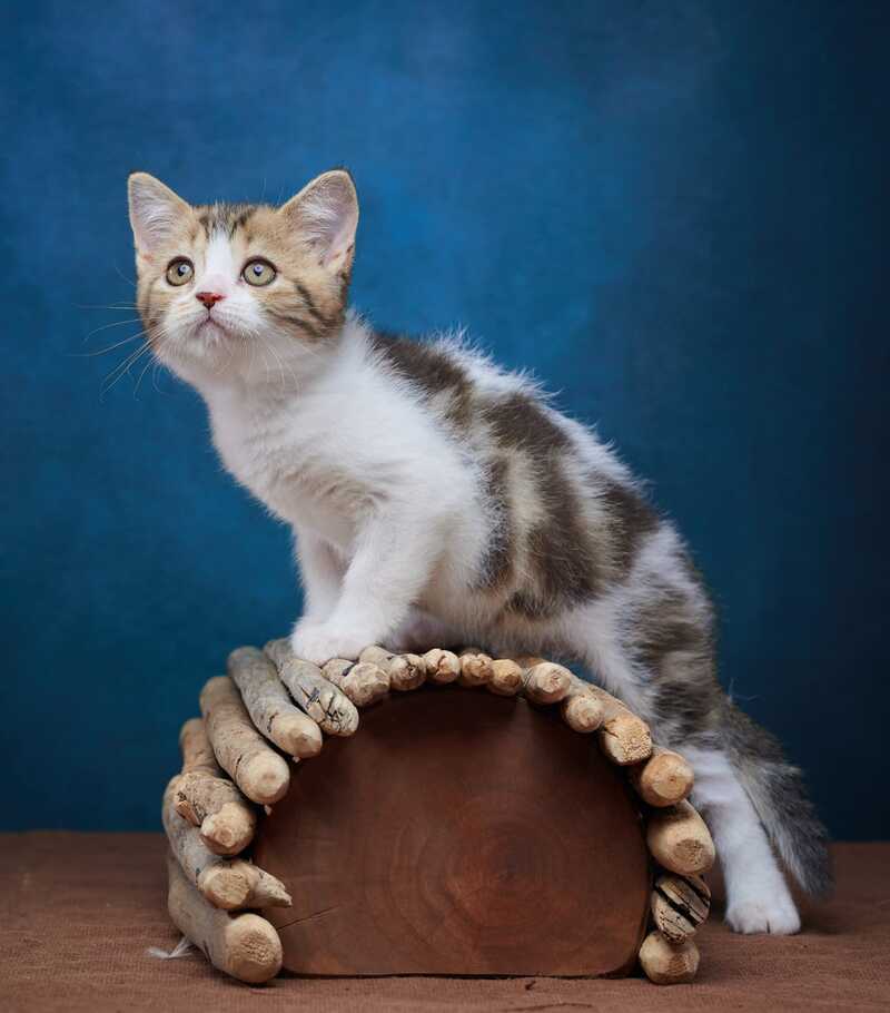 Walter Scottish Straight male black tabby bicolour - live animals