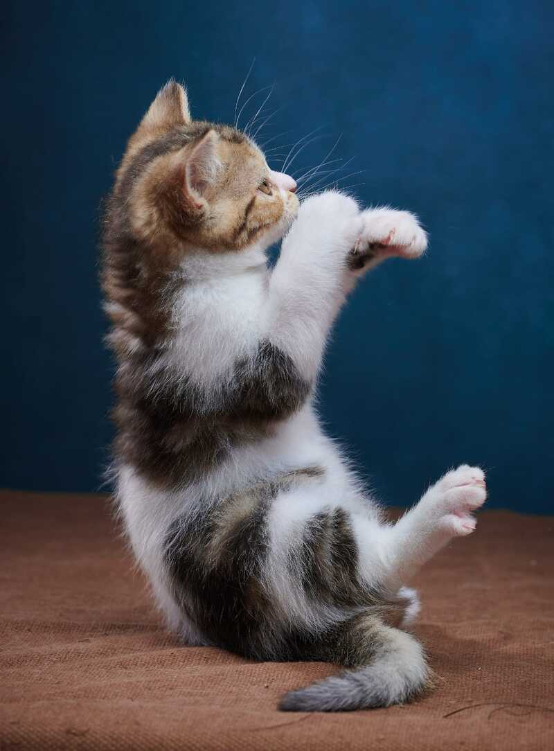Walter Scottish Straight male black tabby bicolour - live animals