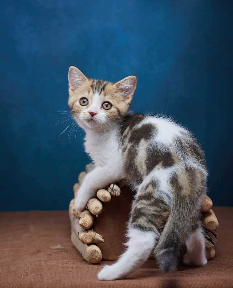 Walter Scottish Straight male black tabby bicolour - live animals