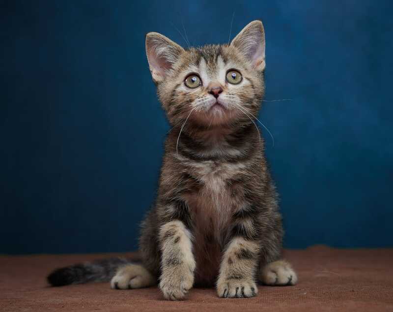 Winston Scottish Straight male black tabby - live animals