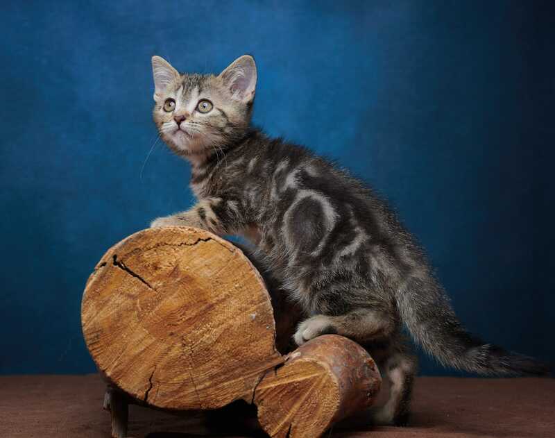 Winston Scottish Straight male black tabby - live animals