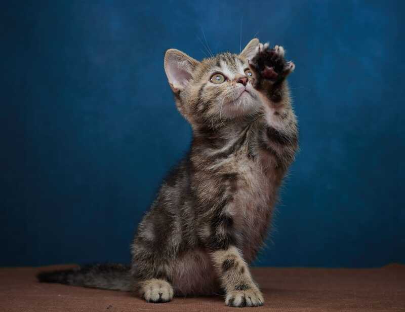 Winston Scottish Straight male black tabby - live animals