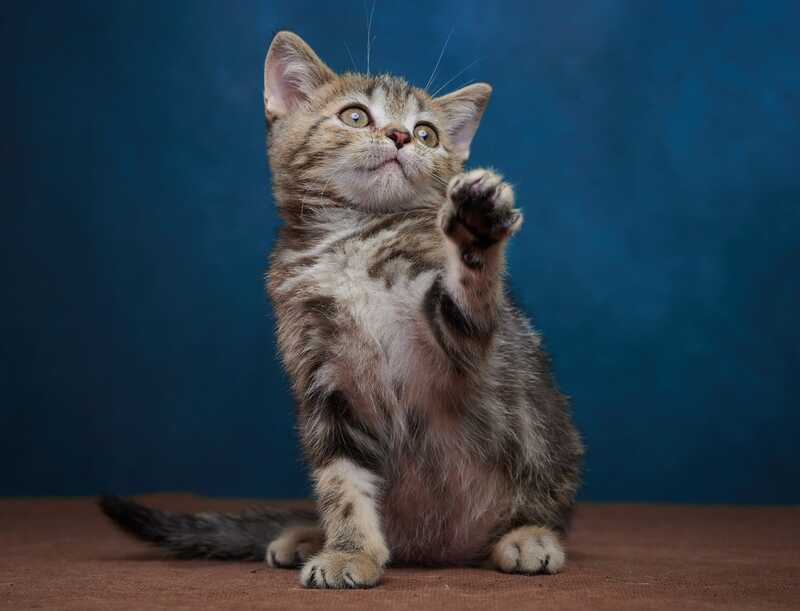 Winston Scottish Straight male black tabby - live animals