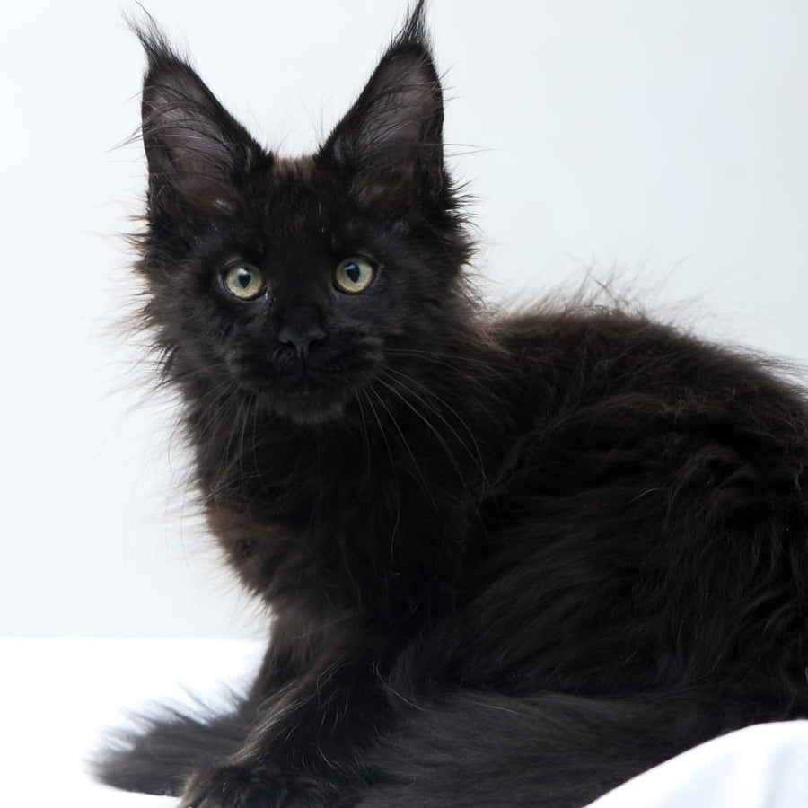 Diva Maine Coon polydactyl 6x6x6x6 female, black