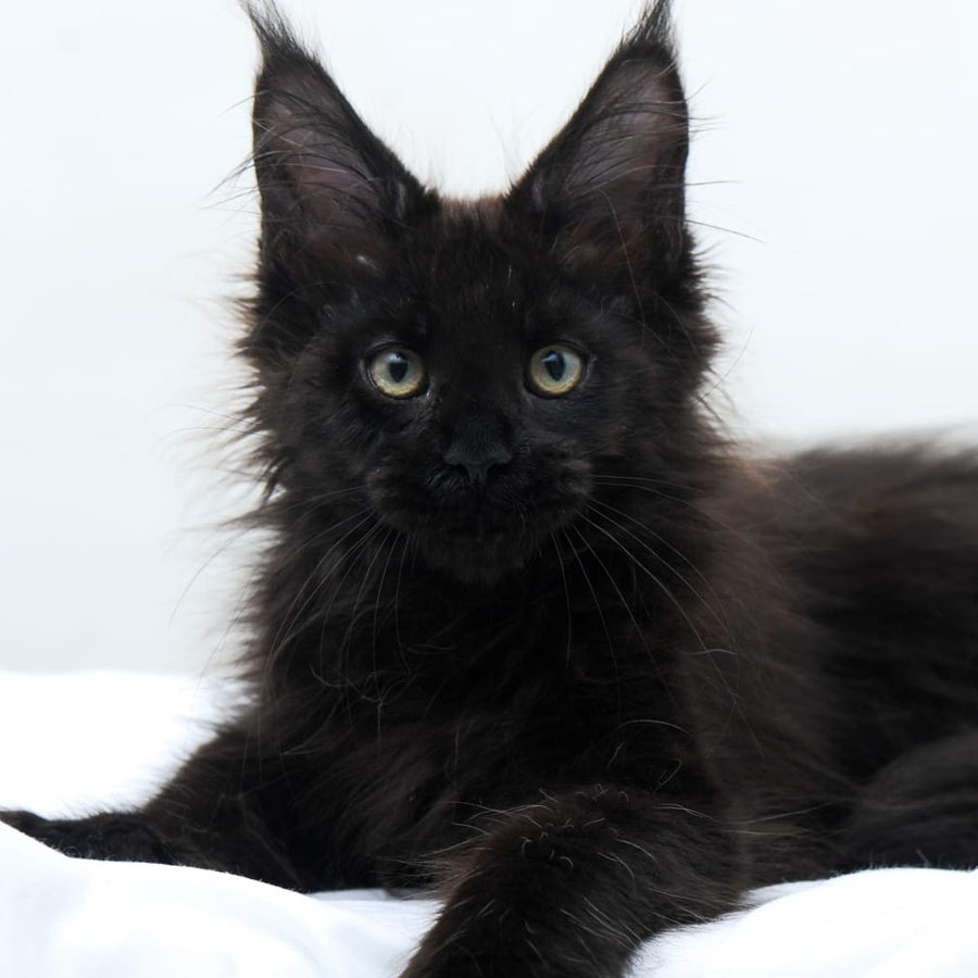 Diva Maine Coon polydactyl 6x6x6x6 female, black