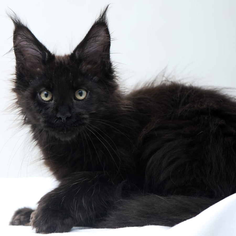 Diva Maine Coon polydactyl 6x6x6x6 female, black