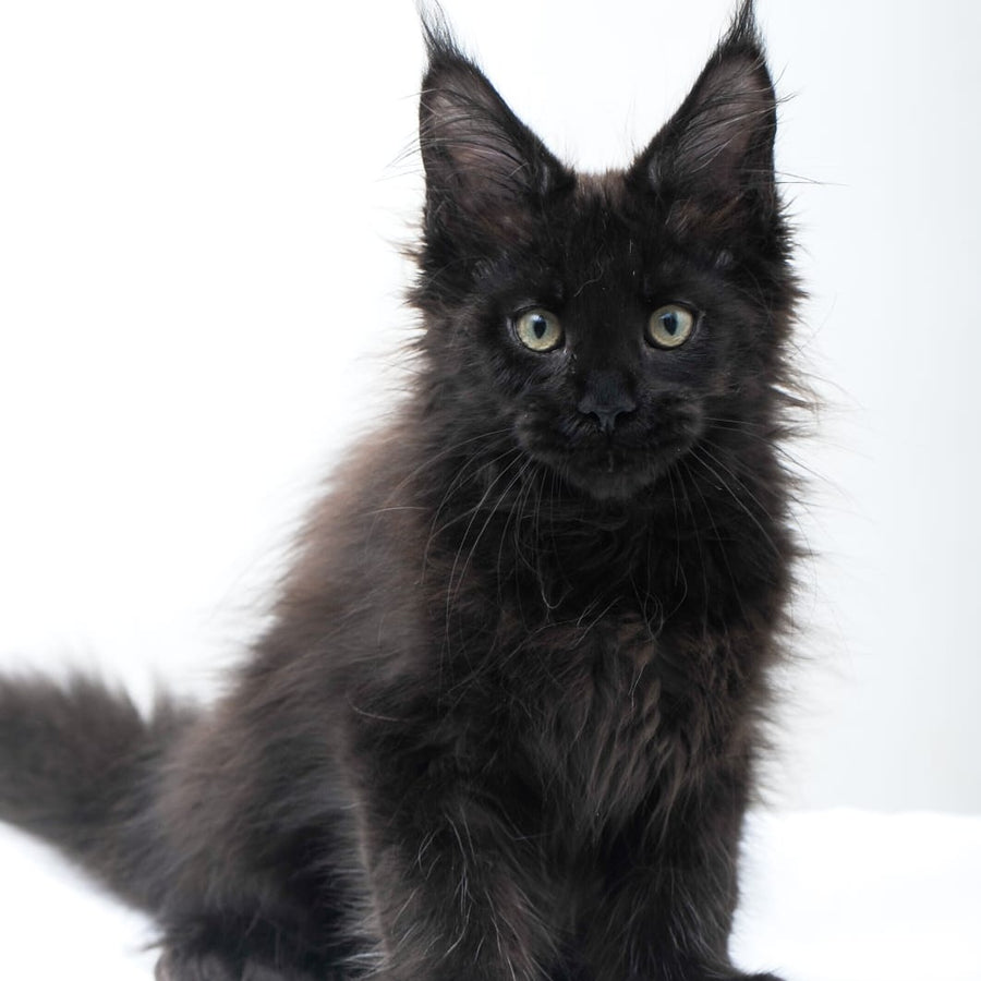 Diva Maine Coon polydactyl 6x6x6x6 female, black
