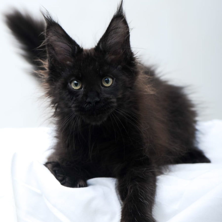 Diva Maine Coon polydactyl 6x6x6x6 female, black