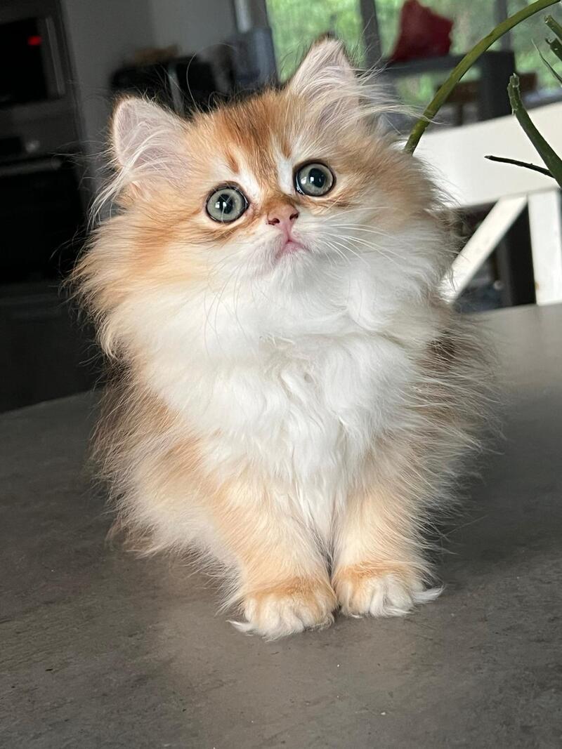 Vesta British Longhair female, black golden chinchilla