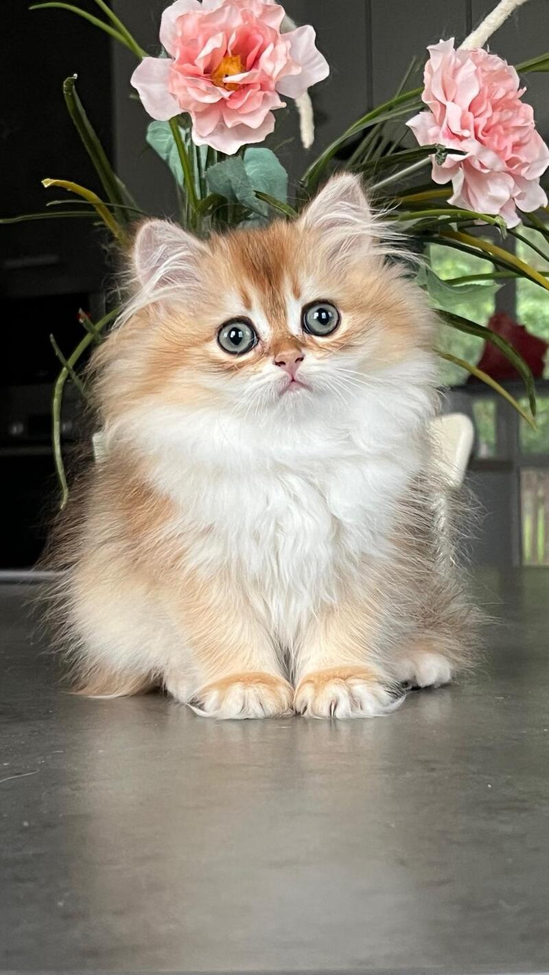 Vesta British Longhair female, black golden chinchilla