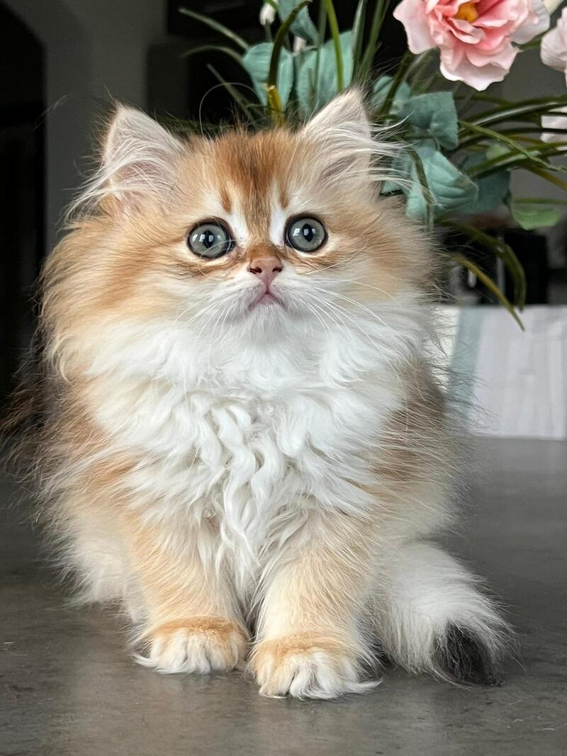 Vesta British Longhair female, black golden chinchilla