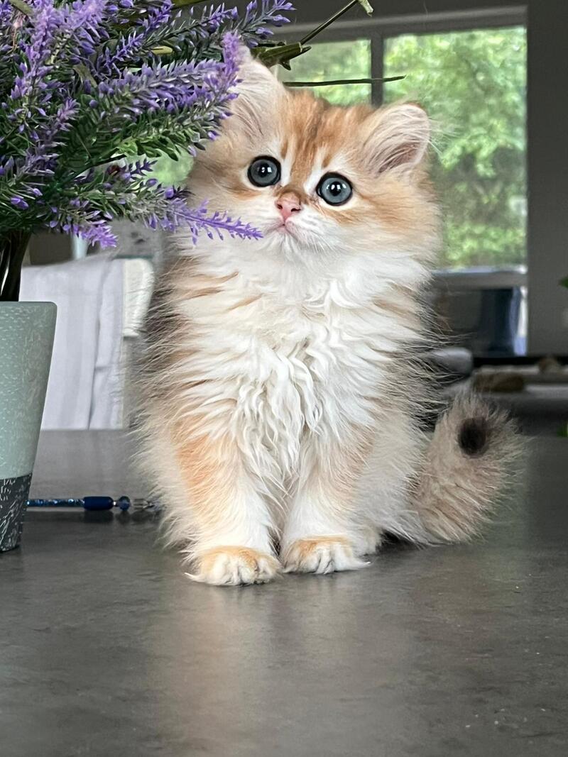 Viola British Longhair female, black golden shaded