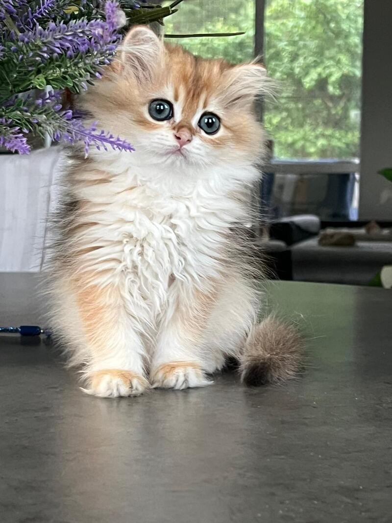 Viola British Longhair female, black golden shaded