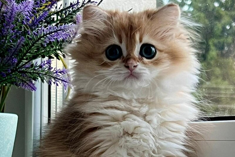 Viola British Longhair female, black golden shaded