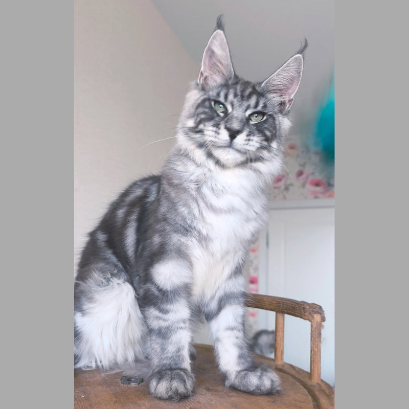 Nik Maine Coon male, black silver tabby