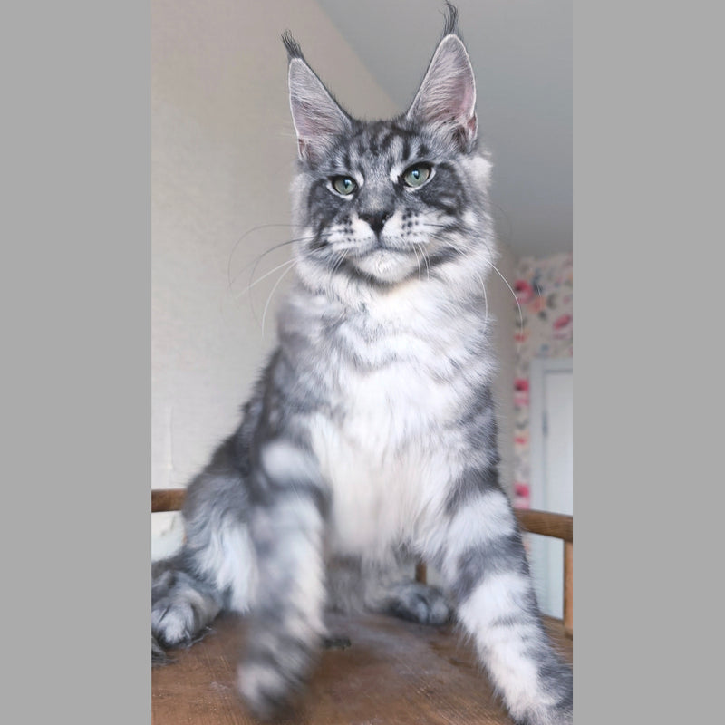 Nik Maine Coon male, black silver tabby