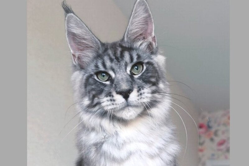 Nik Maine Coon male, black silver tabby