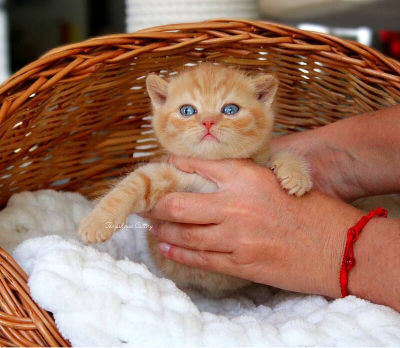 Patrick British Shorthair male, red