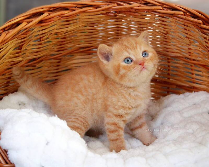 Patrick British Shorthair male, red