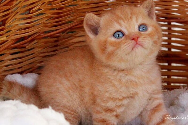 Patrick British Shorthair male, red