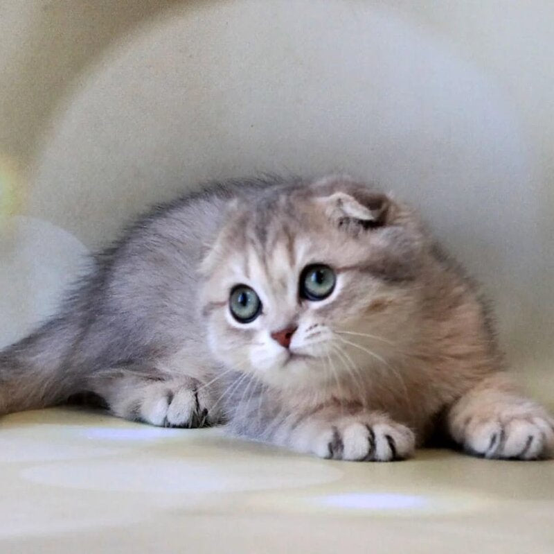 Uliana Scottish Fold female, blue golden spotted tabby