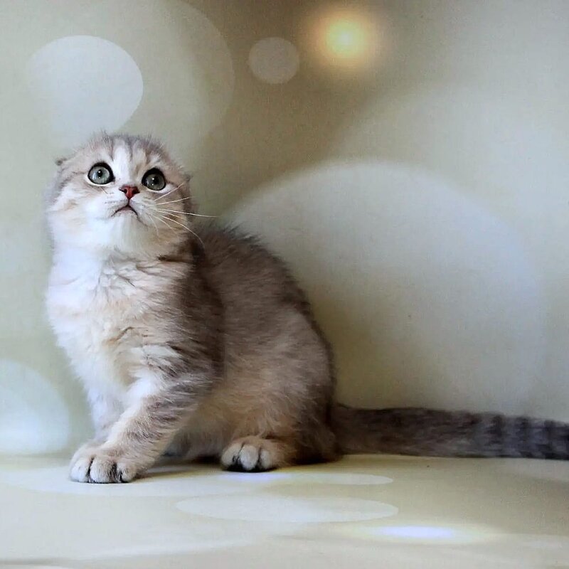 Uliana Scottish Fold female, blue golden spotted tabby