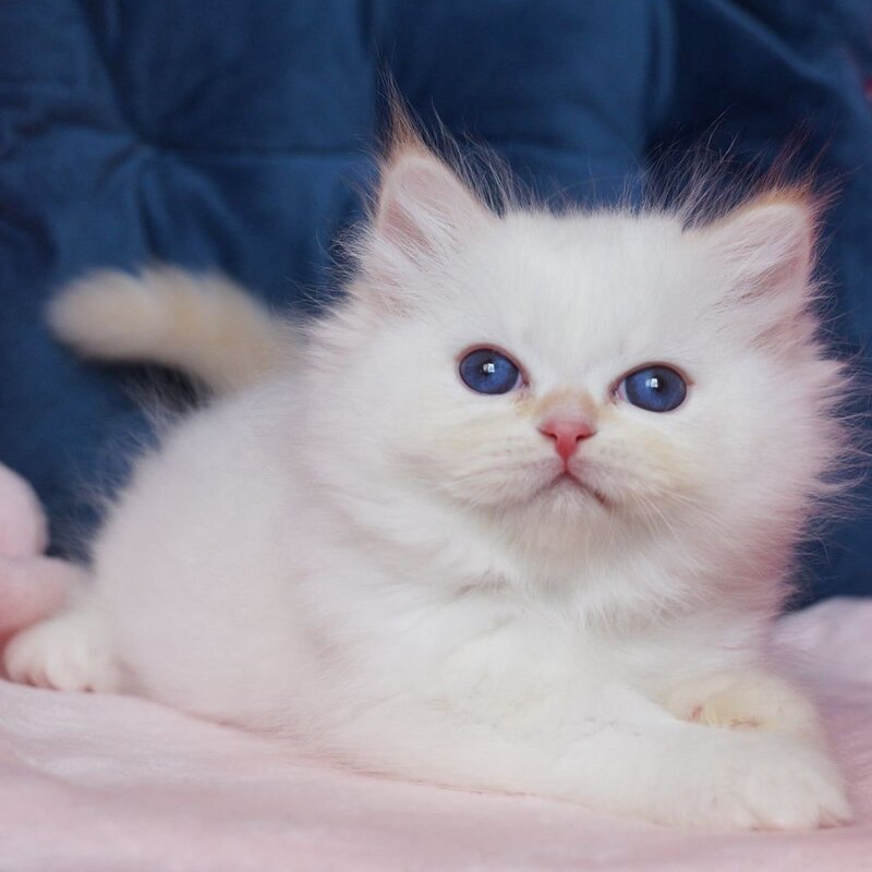 Amber Neva Masquerade male, red tabby pointed
